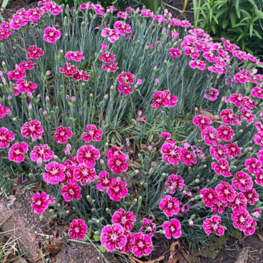 Dianthus Pinks (DIANTHUS EVERBLOOM PLUM GLORY)