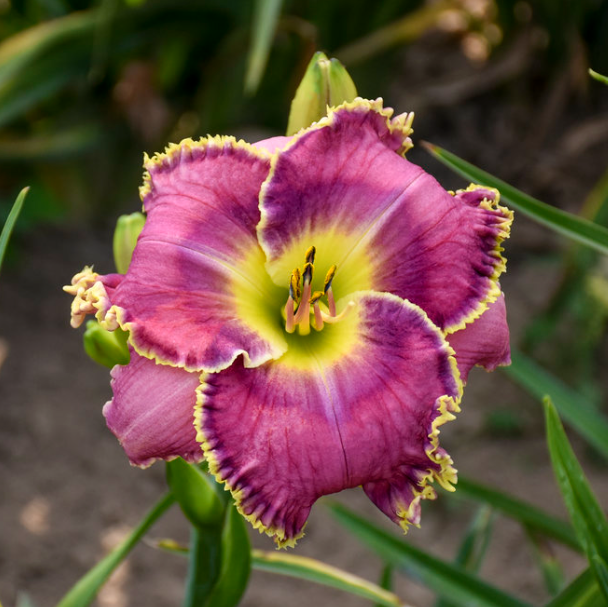 Raspberry Eclipse Daylily (HEM T.A.N. RASPBERRY ECLIPSE) - 1 gallon