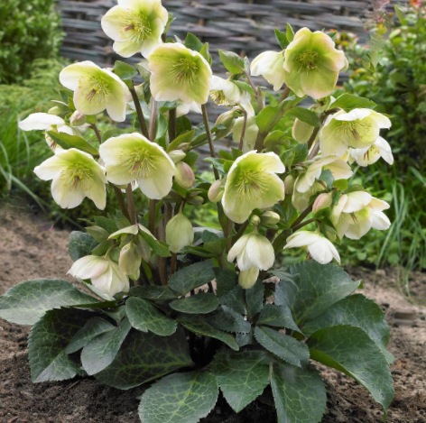 Hellebore Mollys White (HELLEBORUS FROSTKISS® MOLLYS WHITE) - 1 gallon