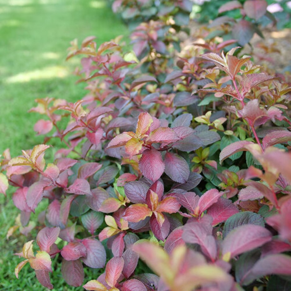 Midnight Sun™ Reblooming Weigela (WEIGELA MIDNIGHT SUN) - 3 gallon 12&quot;