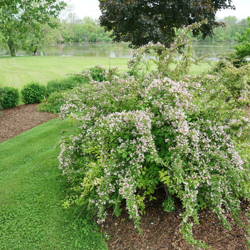 Jolene Jolene® Beautybush (KOLKWITZIA. JOLENE JOLENE) - 3 gallon 15&quot;