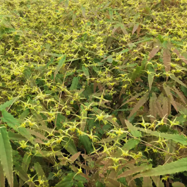 Spine Tingler Barrenwort (EPIMEDIUM SPINE TINGLER) - 1 gallon