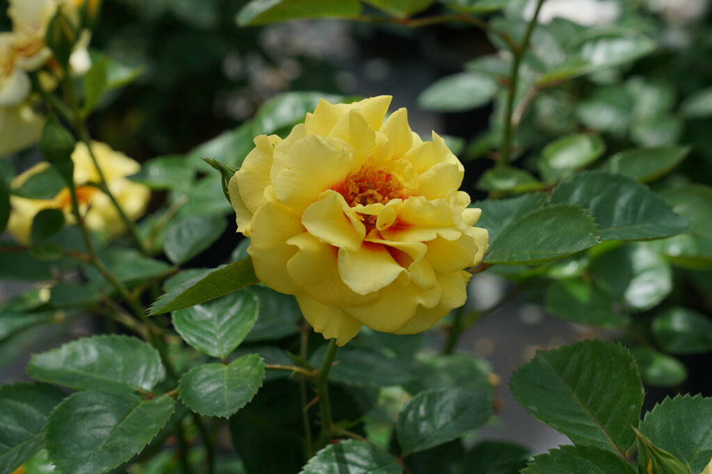 Rise Up™ Ringo Rose (ROSE RISE UP RINGO) - 3 gallon