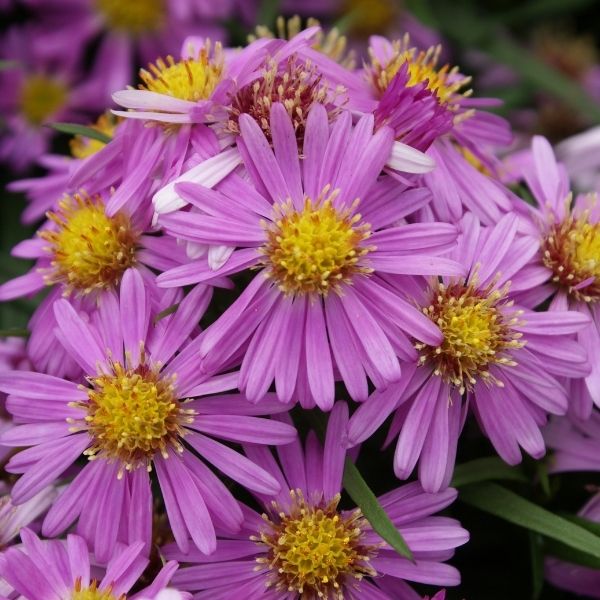 Woods Pink Aster (ASTER WOODS PINK) - 1 gallon