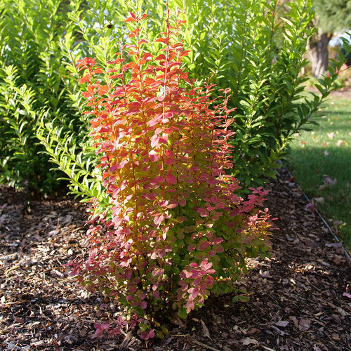 Sunjoy Orange Pillar® Barberry (BERBERIS THUN. SUNJOY ORANGE PILLAR) - 2 gallon 15&quot;