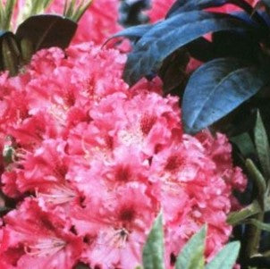 Holden’s™ Fuchsia Rhododendron (RHODO. HOLDENS™ FUCHSIA)