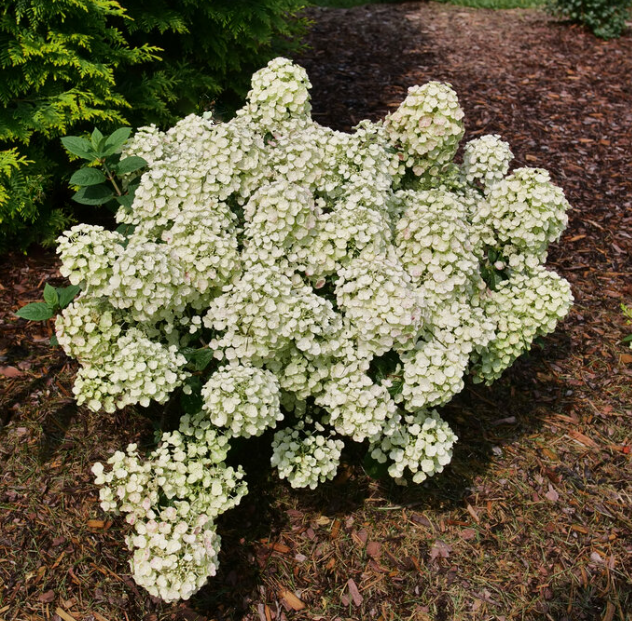 Tiny Quick Fire® Panicle Hydrangea (HYDRANGEA P TINY QUICK FIRE) - 2 gallon