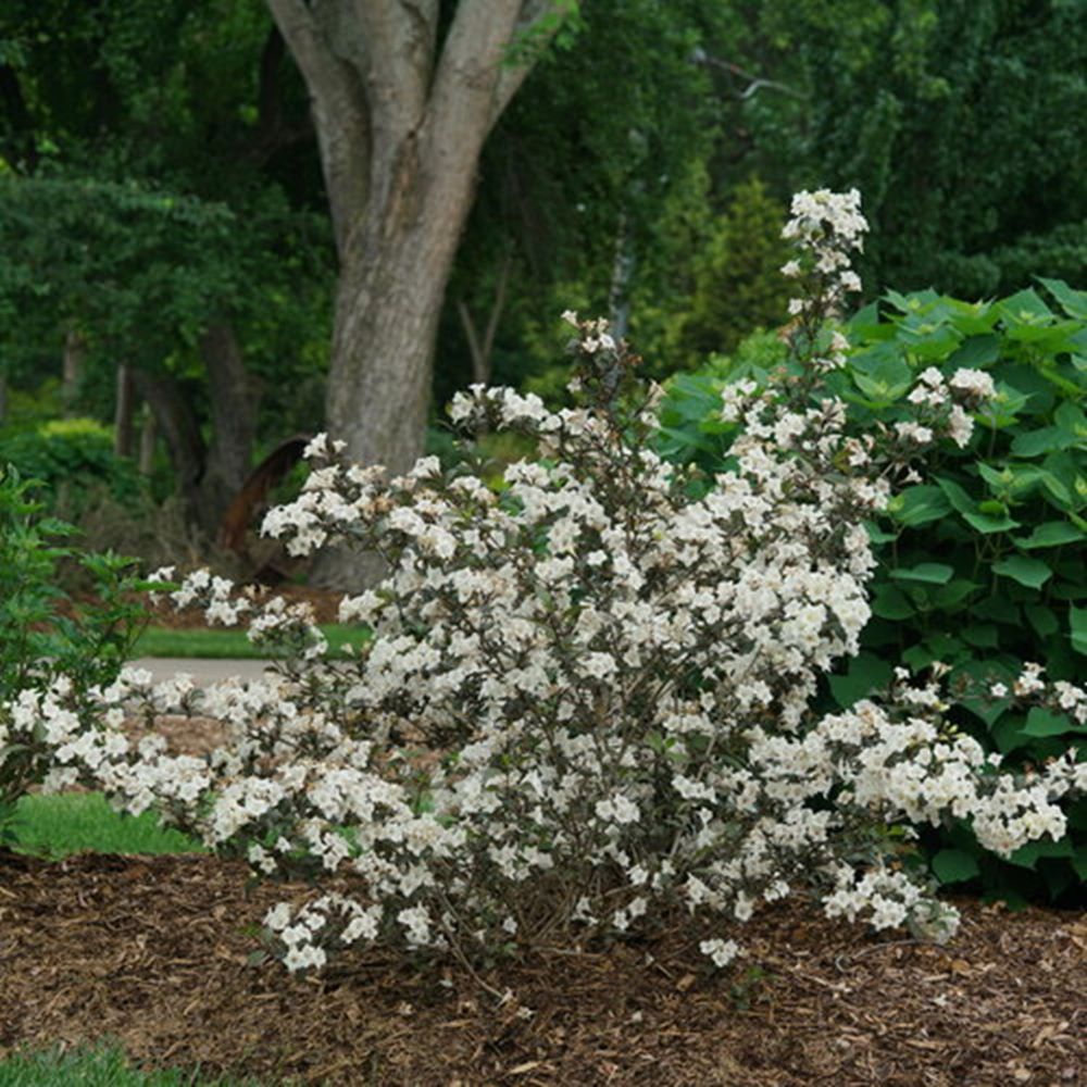 Wine &amp; Spirits® Weigela (WEIGELA FLOR. WINE &amp; SPIRITS)