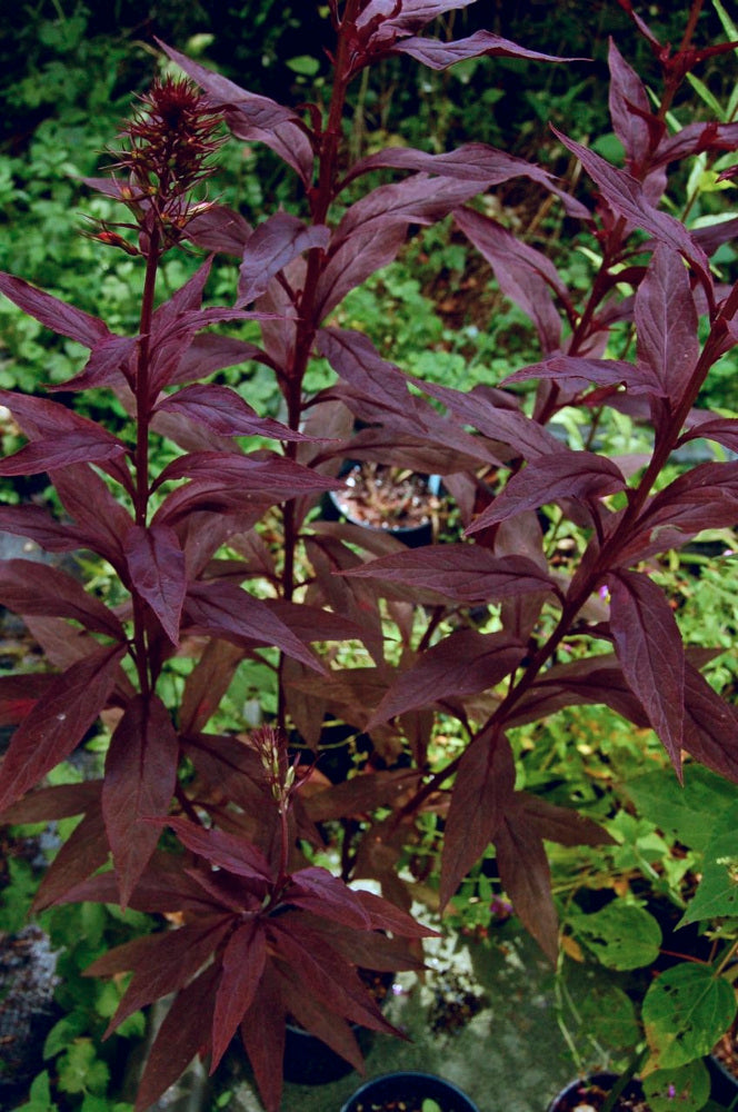 Black Truffle Cardinal Flower (LOBELIA C. BLACK TRUFFLE) - 1 gallon