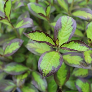 Vinho Verde® Weigela (WEIGELA FLOR. VINHO VERDE) - 3 gallon 15&quot;