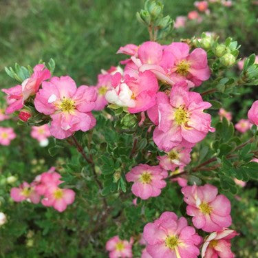 POTENTILLA HAPPY FACE HEARTS® G2 12&quot; PWDP