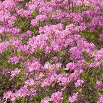 Lilac Lights™ Azalea (AZALEA EX. LILAC LIGHT) - 3 gallon 15&quot;