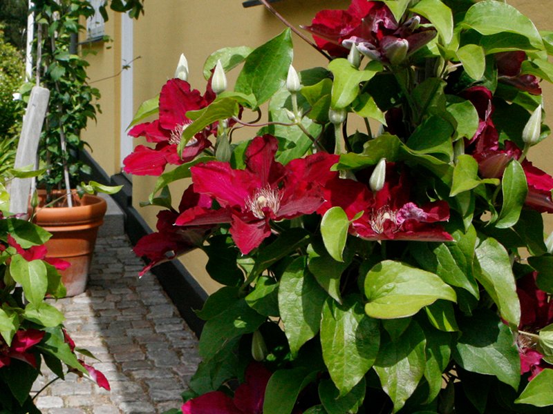 Clematis Jie™ (CLEMATIS JIE) - 1 gallon