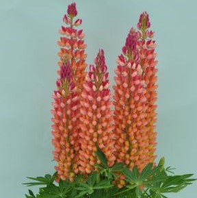 Staircase™ Orange Lupine (LUPINUS STAIRCASE™ ORANGE) - 1.5 gallon