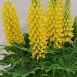 Staircase™ Yellow Lupine (LUPINUS STAIRCASE™ YELLOW) - 1.5 gallon