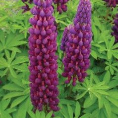 Westcountry™ Masterpiece Lupine (LUPINUS WESTCOUNTRY MASTERPIECE) - 1.5 gallon