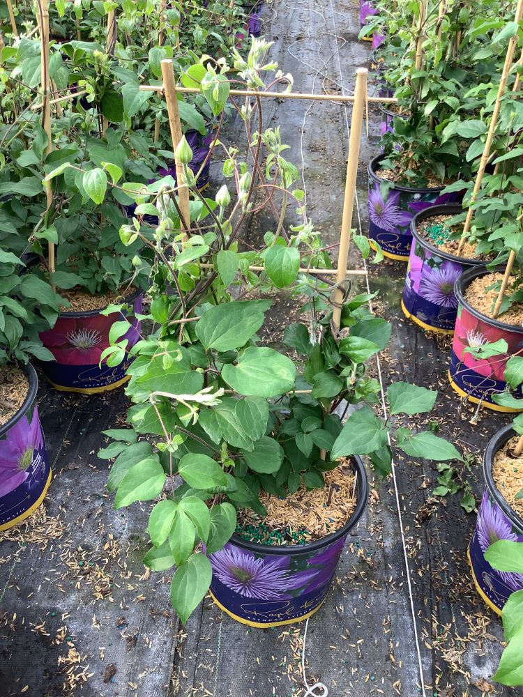 Duchess of Cornwall Clematis (CLEMATIS THE DUCHESS OF CORNWALL) - 1 gallon