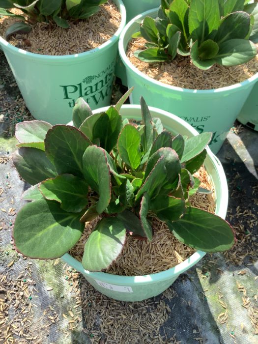 Bergenia Early Brilliance™ Magenta  (BERGENIA EARLY BRILLIANCE MAGENTA) - 1 gallon