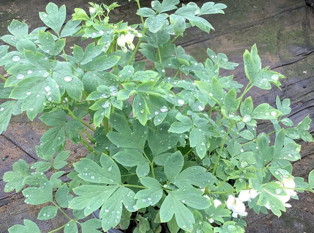 Old Fashion Bleeding Heart (DICENTRA SPEC. ALBA) - 1 gallon
