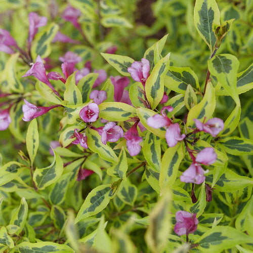 Bubbly Wine® Weigela (WEIGELA BUBBLY WINE) - 3 gallon 15&quot;