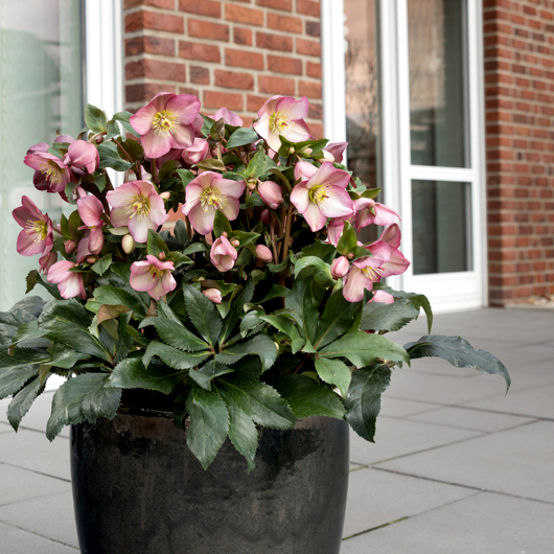 Ice N’ Roses® Rose Lenten Rose (HELLEBORUS ICE N ROSES ROSE) - 1 gallon