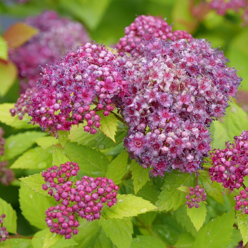 Double Play Dolly® Spirea (SPIRAEA JAP. DBL PLAY® DOLLY) - 3 gallon 15&quot;