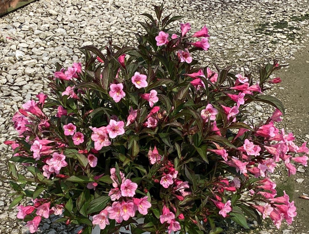 Sonic Bloom® Wine Weigela (WEIGELA SONIC BLOOM WINE) - 3 gallon 15&quot;