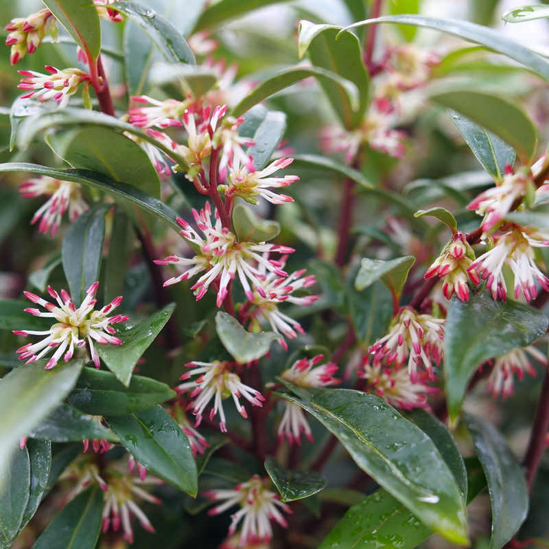 Sweet &amp; Lo™ Sweet Box (SARCOCOCCA SWEET &amp; LO) - 2 gallon 12&quot;