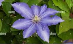 Daniel Deronda Clematis (CLEMATIS DANIEL DERONDA) - 1 gallon