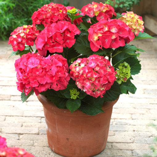 Red Sensation Next Generation Mophead Hydrangea (HYDRANGEA M. NXTGEN RED SENSATION) - 2 gallon