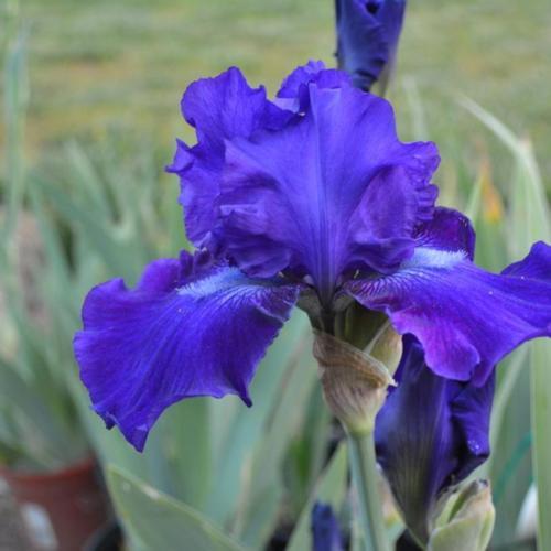 Dashing Reblooming German Iris (IRIS GERMANICA DASHING) - 1 gallon