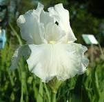 Renown Reblooming Bearded Iris (IRIS GERMANICA RENOWN) - 1 gallon