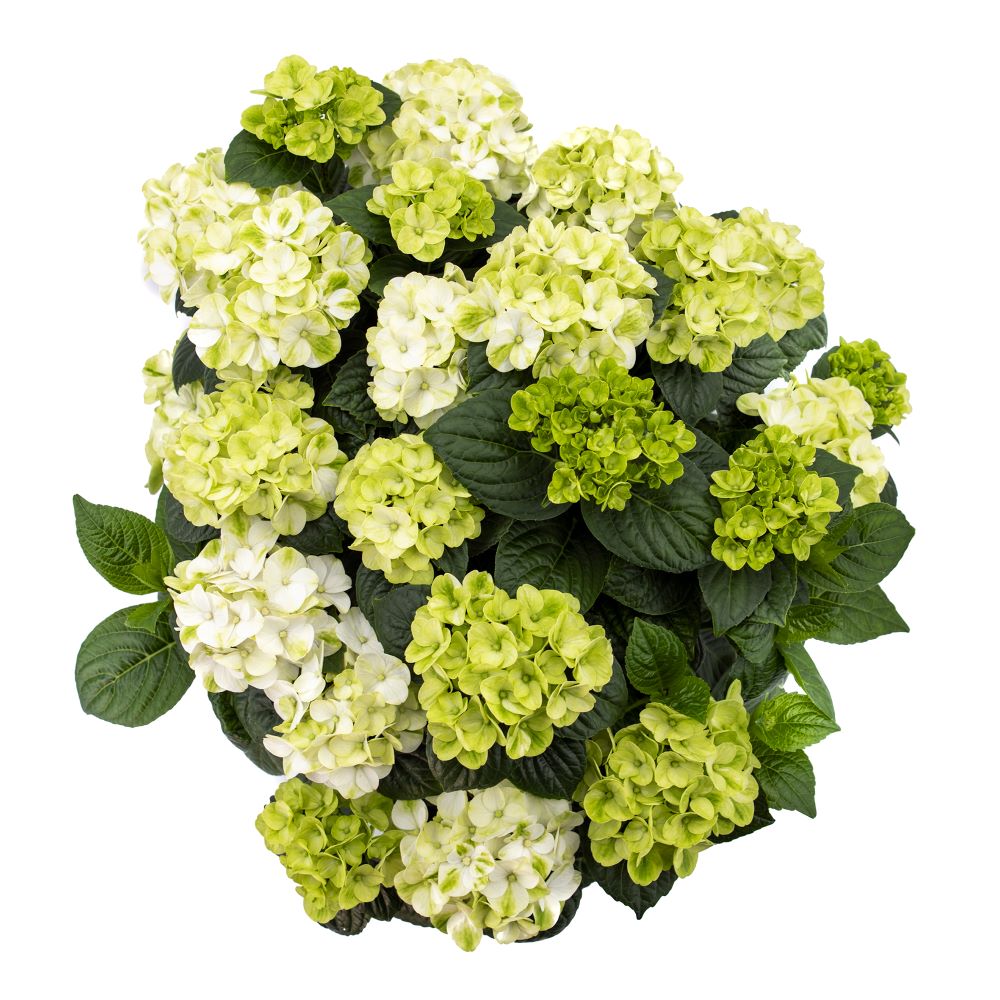 Grin and Tonic™ Reblooming Hydrangea (HYDRANGEA M.  GRIN AND TONIC) - 2 gallon