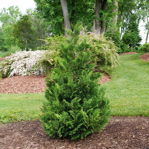 Cedar Rapids® False Cypress (CHAM. CEDAR RAPIDS) - 3 gallon 12-15&quot;