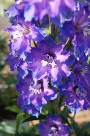 Delgenius™ Kingsley Larkspur (DELPHINIUM DEL KINGSLEY) - 1 gallon