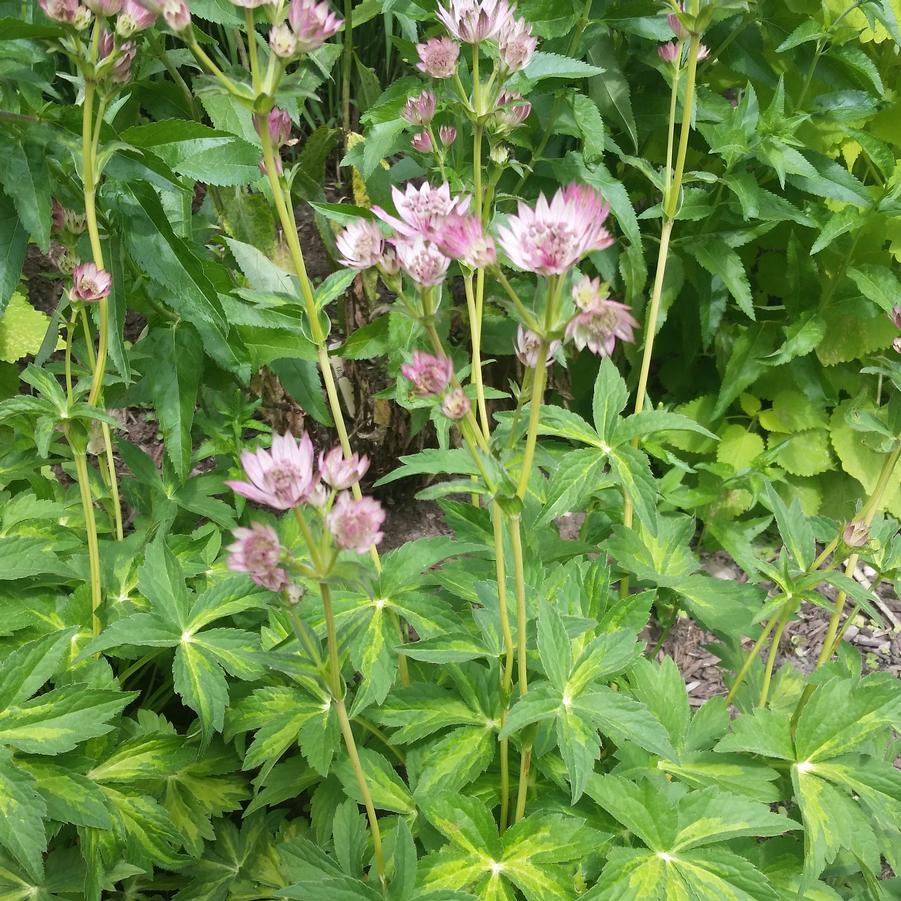 Masterpiece Masterwort (ASTRANTIA MASTERPIECE) - 1 gallon