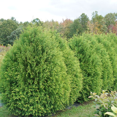 THUJA OCC. CHEER DROPS®  G3 PW