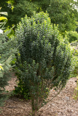 LIGUSTRUM V. &