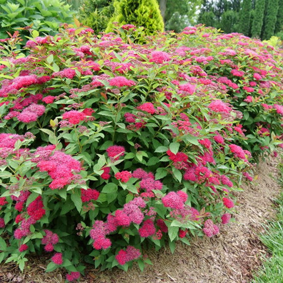Double Play Doozie® Spirea (SPIRAEA JAP. DBL PLAY DOOZIE) - 3 gallon 15&quot;