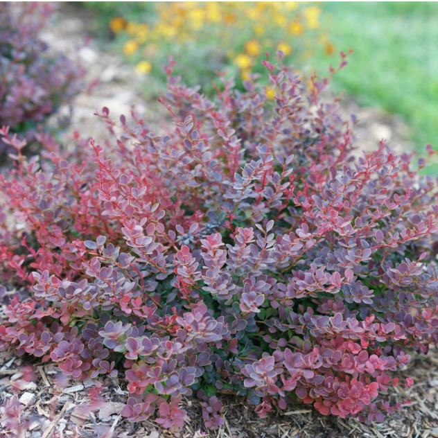 Sunjoy Mini Maroon® Barberry (BERBERIS THUN. SUNJOY MINI MAROON) - 2 gallon 10&quot;