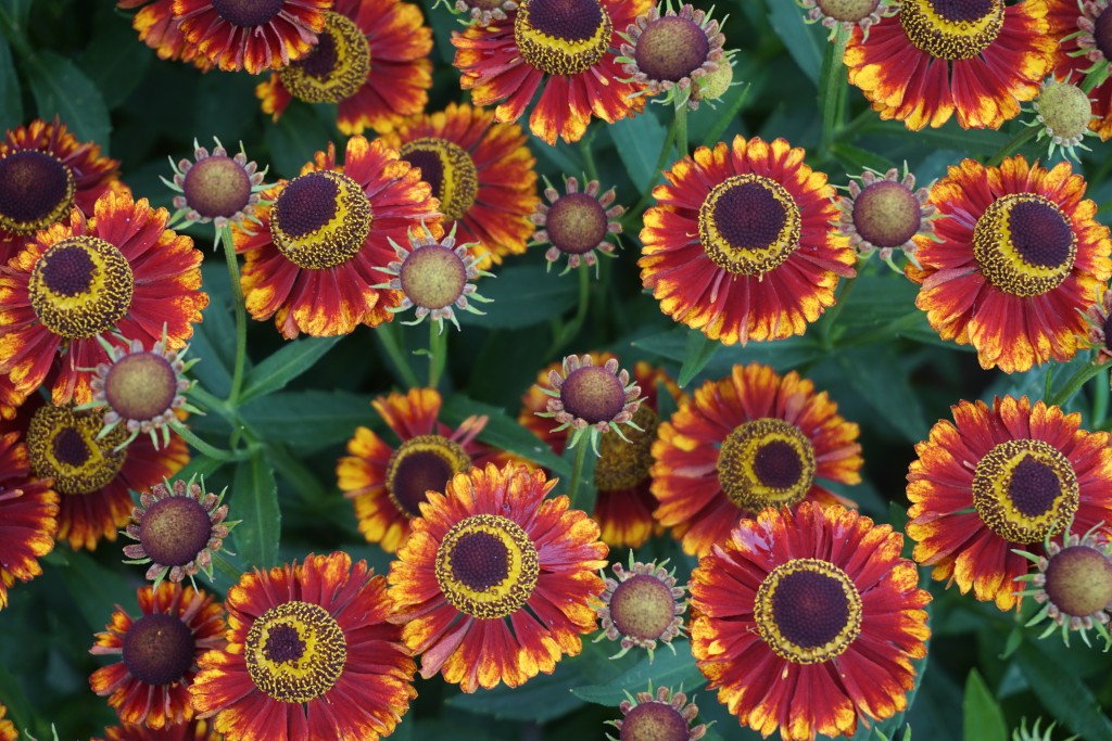 Bandera Sneeze Weed (HELENIUM MARIACHI BANDERA) - 1 gallon