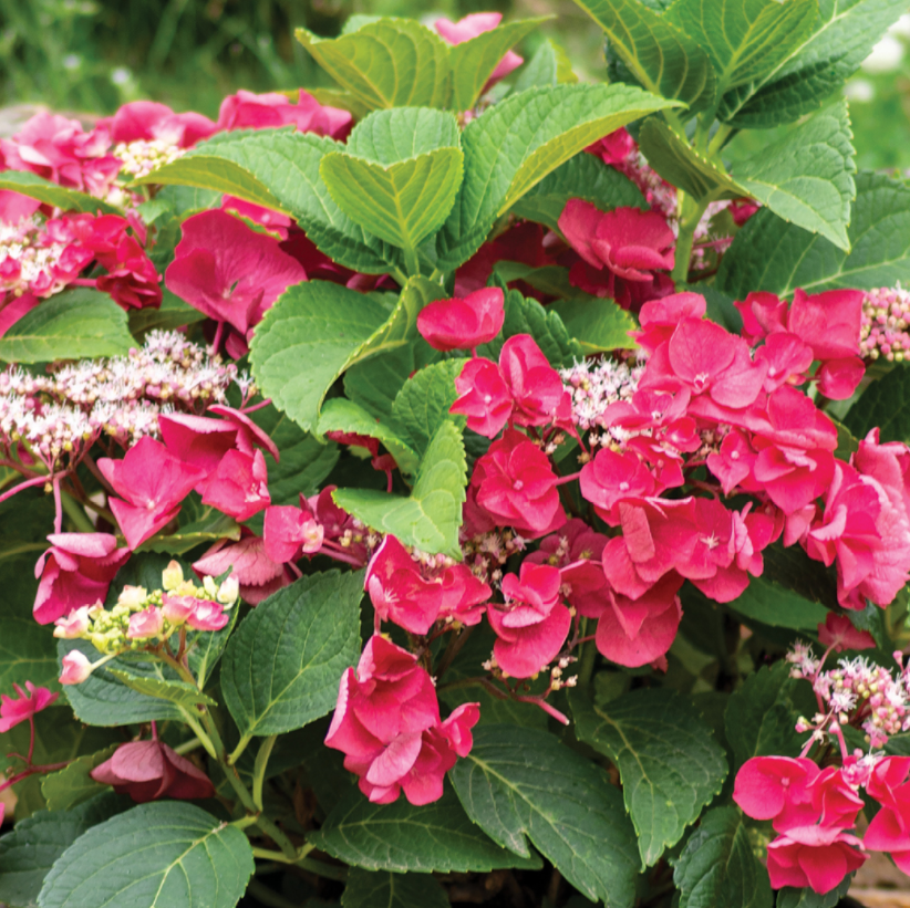 HYDRANGEA M. &