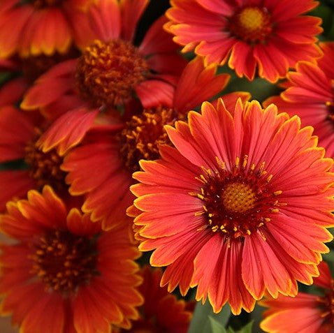 GAILLARDIA SPINTOP YELLOW TOUCH G1