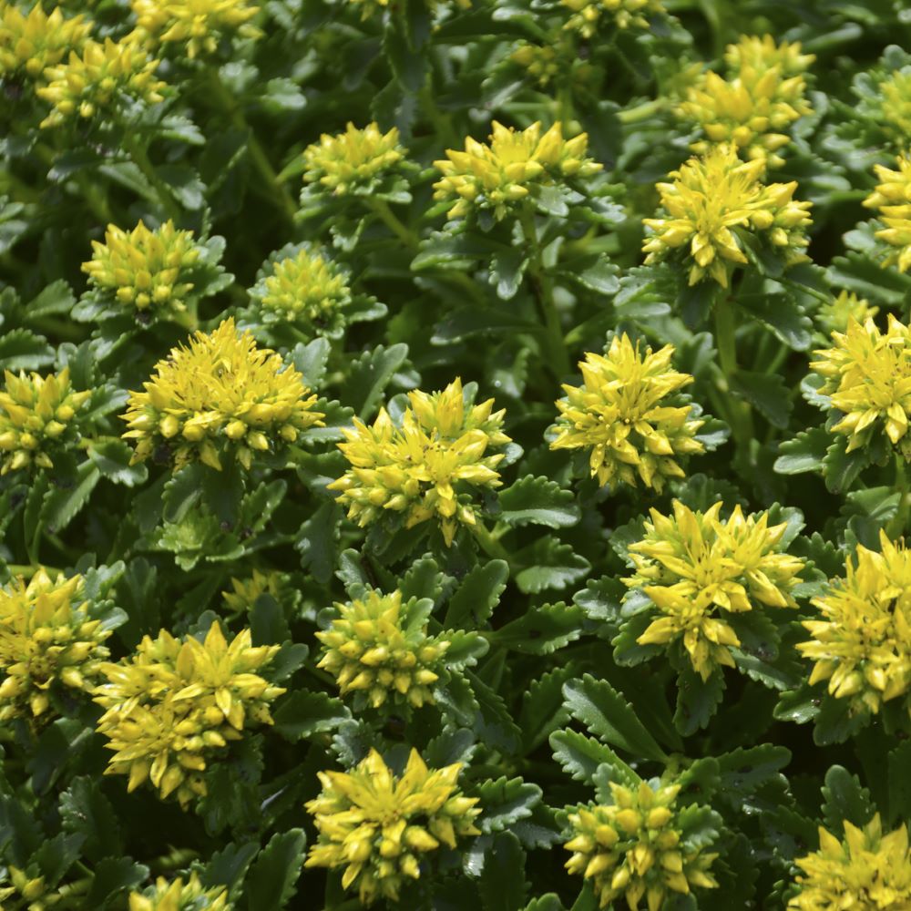 SEDUM &