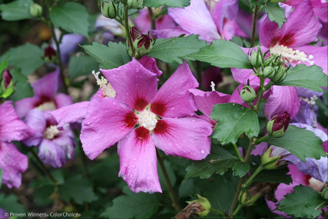Purple Satin Rose of Sharon (HIBISCUS S. PURPLE SATIN) - 3 gallon 18&quot;