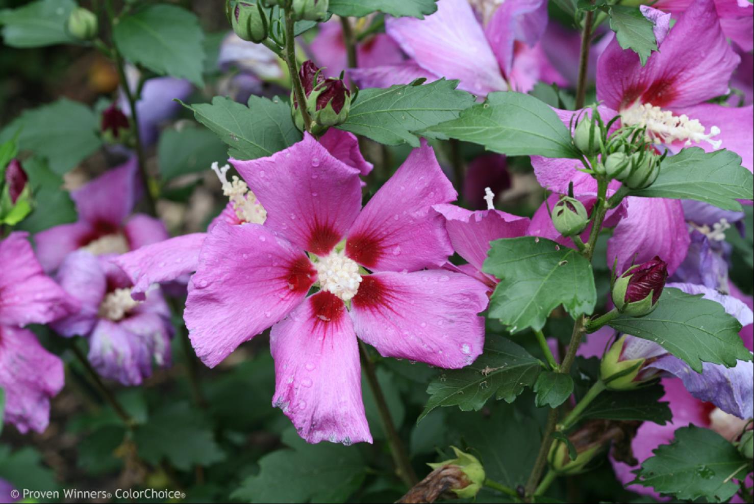 Purple Satin Rose of Sharon (HIBISCUS S. PURPLE SATIN)