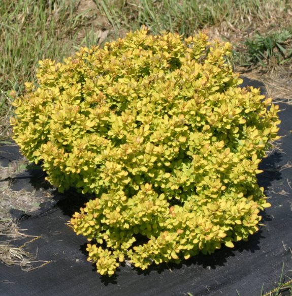 Sunjoy® Mini Saffron Barberry (BERBERIS THUN. SUNJOY® MINI SAFFRON) - 2 gallon 10&quot;