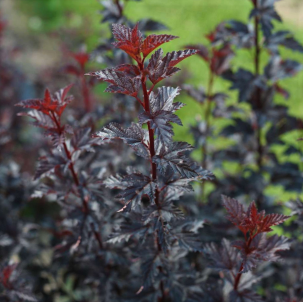 PHYSOCARPUS O. &