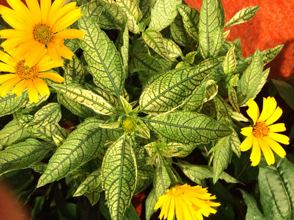 Sunstruck False Sunflower (HELIOPSIS H. SUNSTRUCK) - 1 gallon