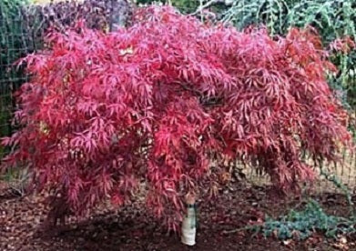 Tamukeyama Japanese Maple (ACER P.D. TAMUKEYAMA) - 3 gallon 15&quot;